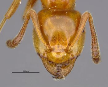 Media type: image;   Entomology 28993 Aspect: head frontal view